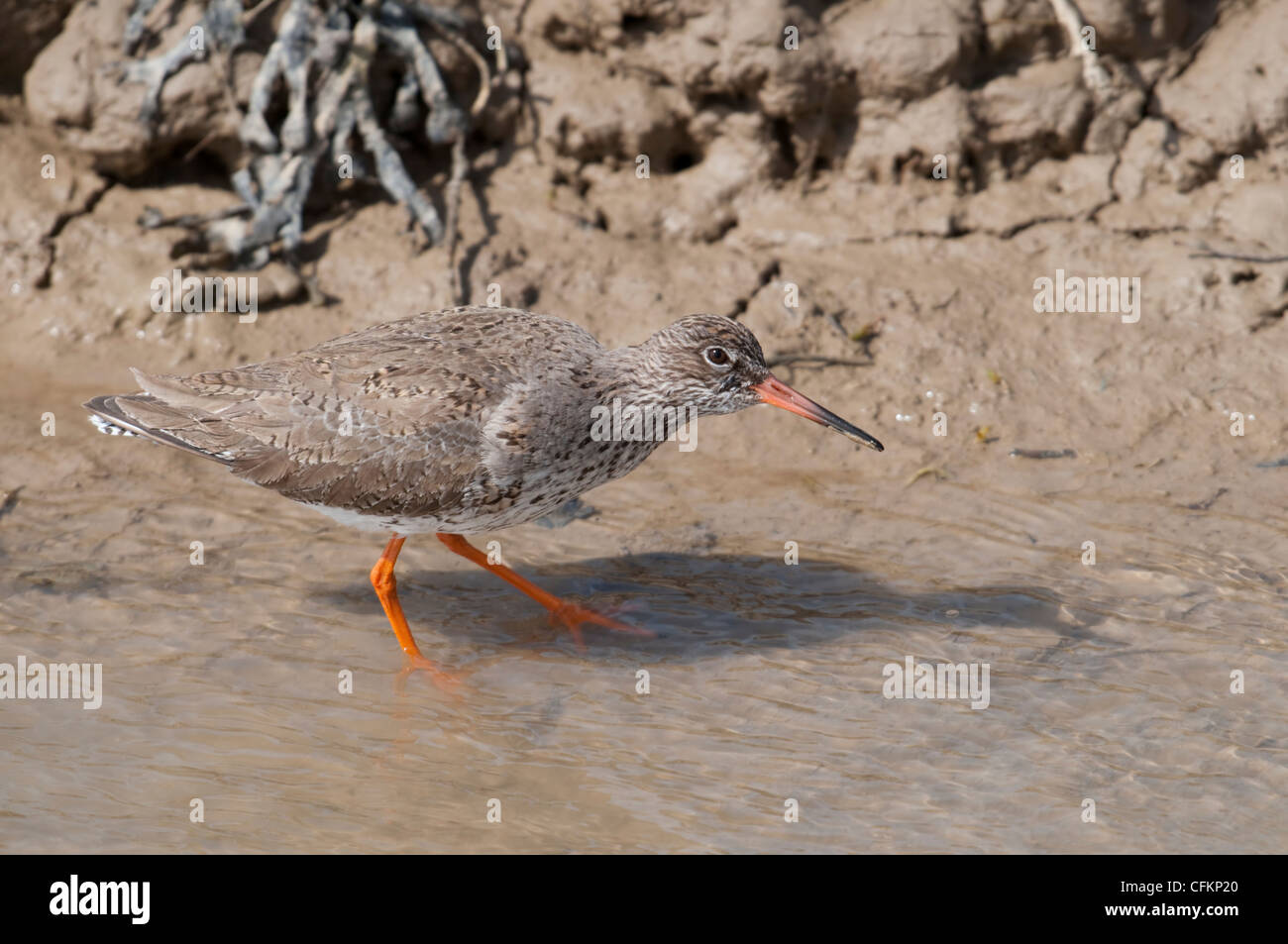 Redshank Tringa totanus looking for food in estuary mud Rye Harbour Sussex UK Stock Photo