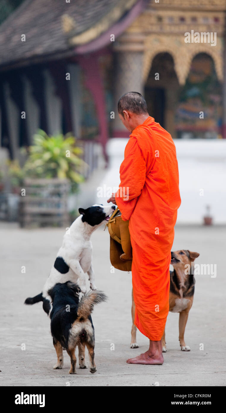 Buddhist Monk in saffron robes feeding Temple dogs in Luang  Prabang, Laos a UNESCO World Heritage Site Stock Photo