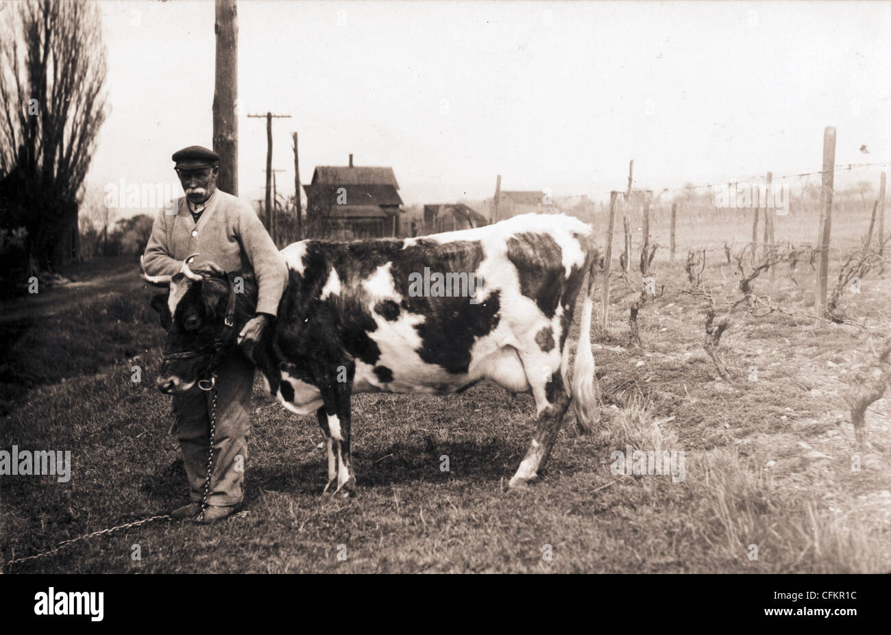Old Man & His Cow Stock Photo
