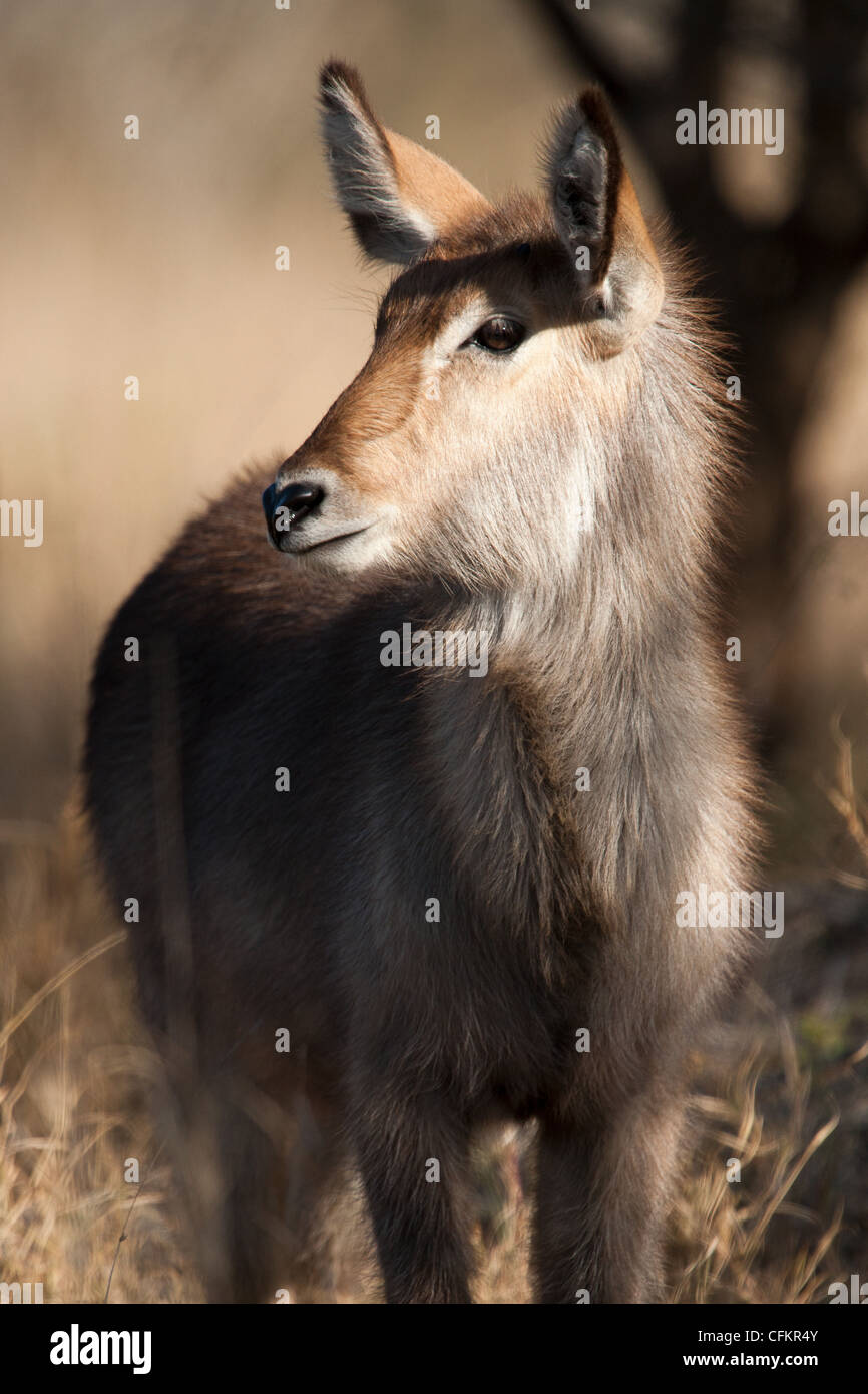 Common Waterbuck in Kruger National Park, South Africa (Kobus ellipsiprymnus) Stock Photo