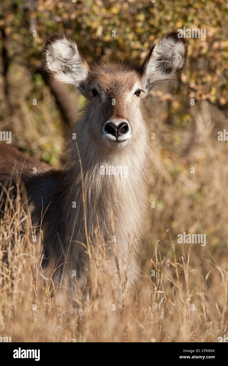 Common Waterbuck in Kruger National Park, South Africa (Kobus ellipsiprymnus) Stock Photo