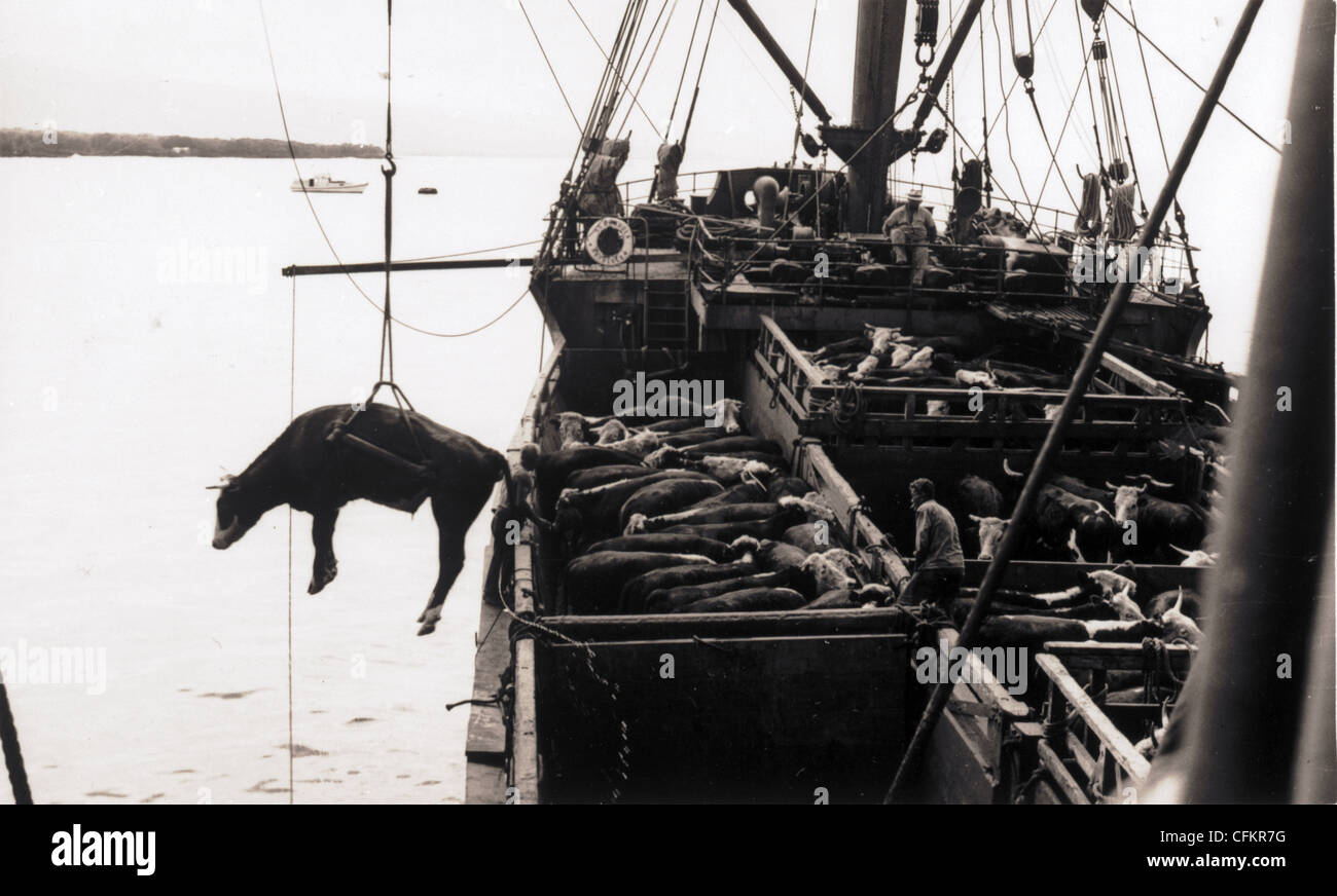 Cattle ship hires stock photography and images Alamy