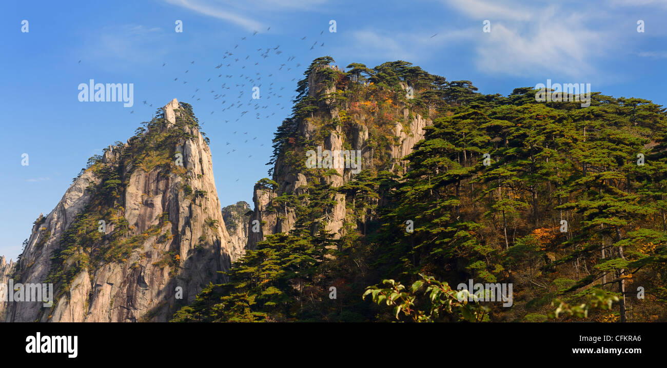 Panorama of pine trees and birds flying around Beginning to Believe Peak at Yellow Mountain Huangshan China Stock Photo