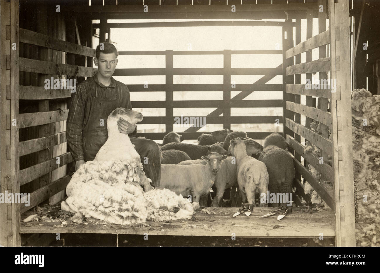 Farmer Shearing Sheep Stock Photo - Alamy