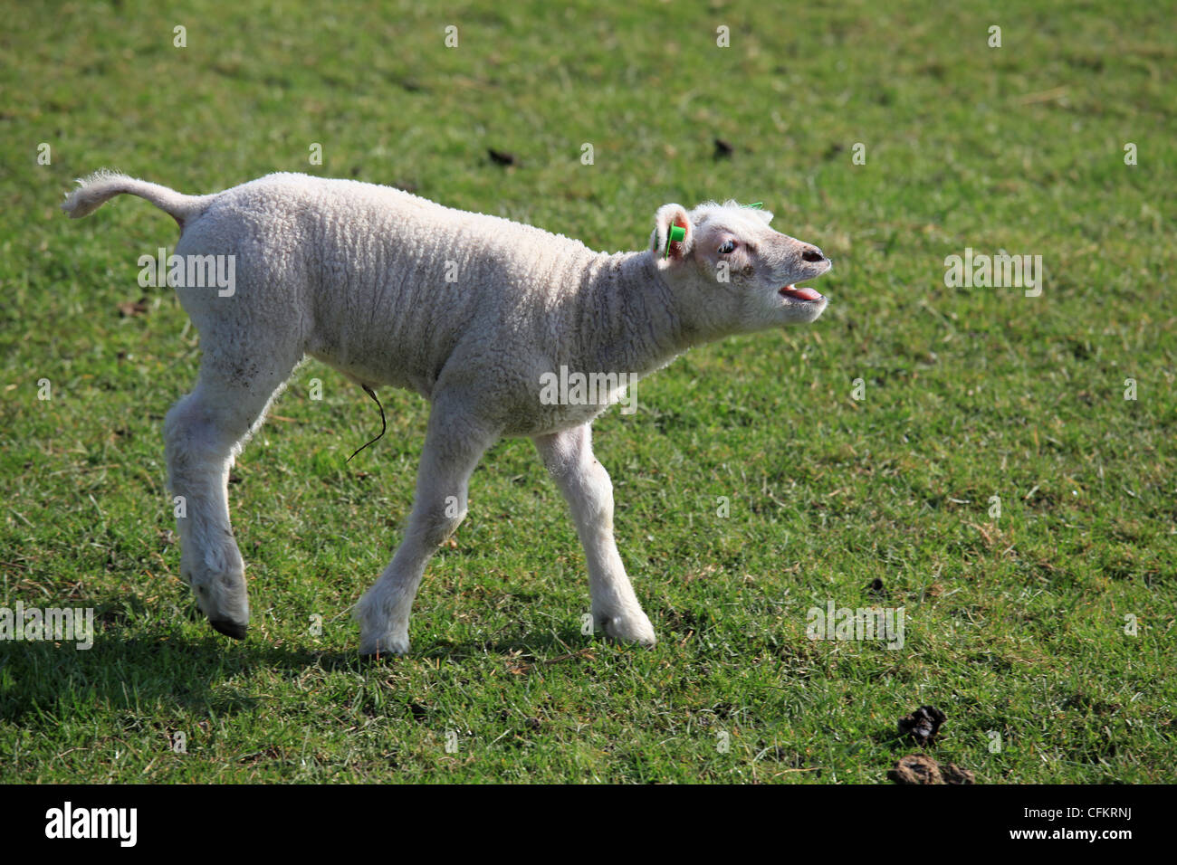 A little lamb in the meadow Stock Photo - Alamy