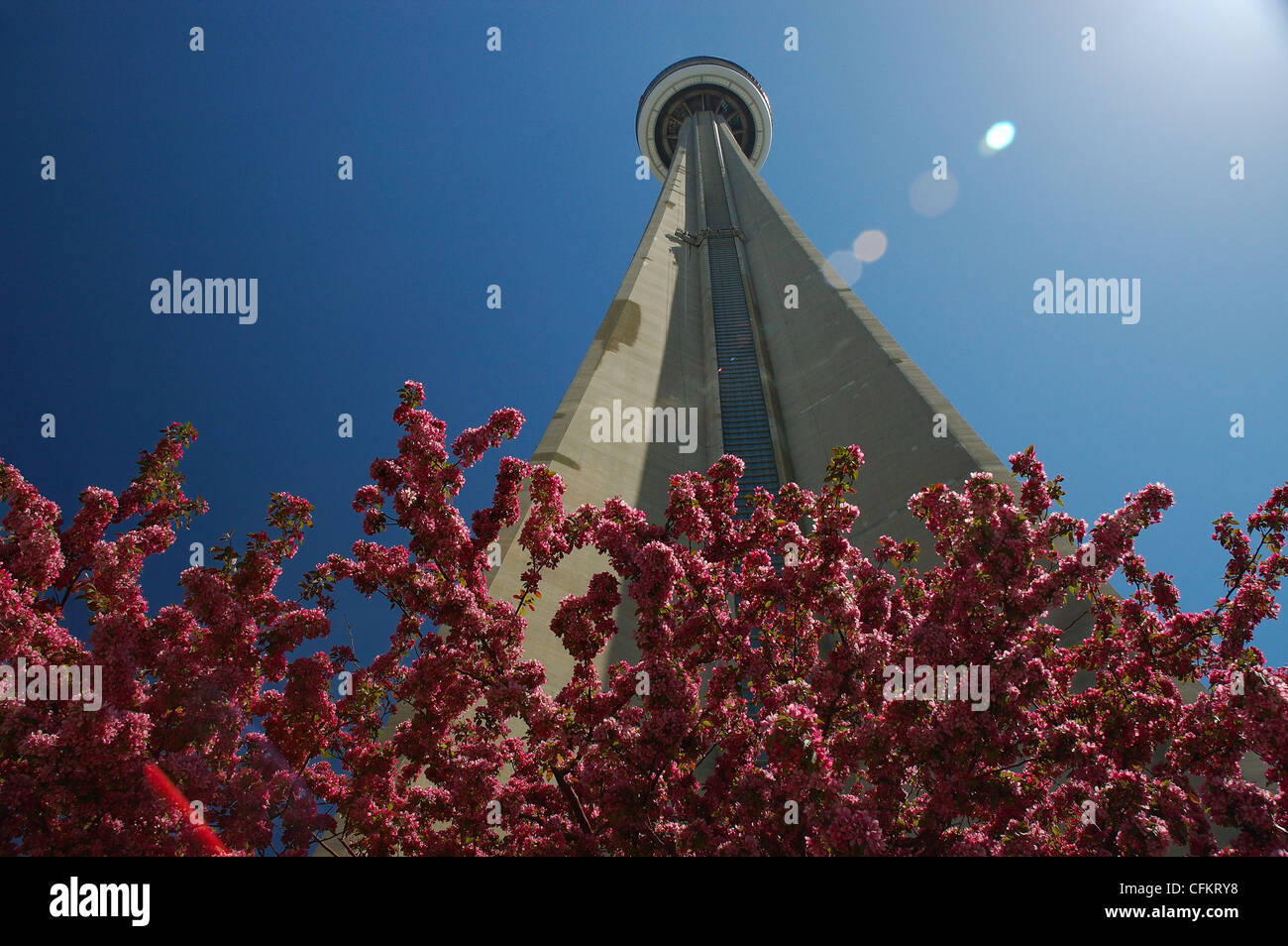 View up CN Tower with Cherry Blossoms and blue sky in Spring Toronto Stock Photo
