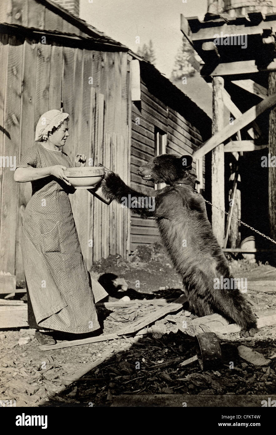 Woman Feeding Dangerously Hungry Bear Stock Photo