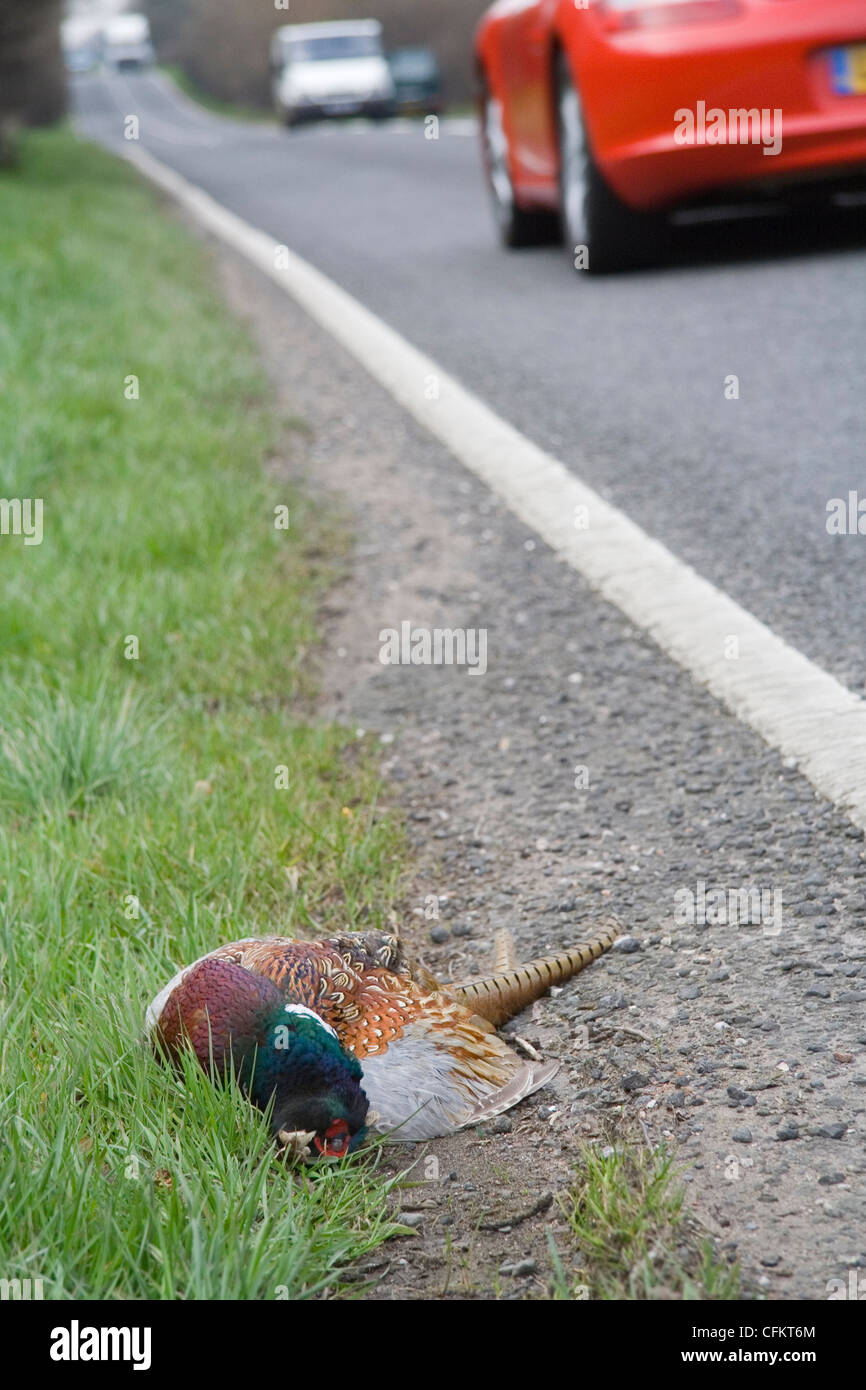 Pheasant Male Roadkill Stock Photo