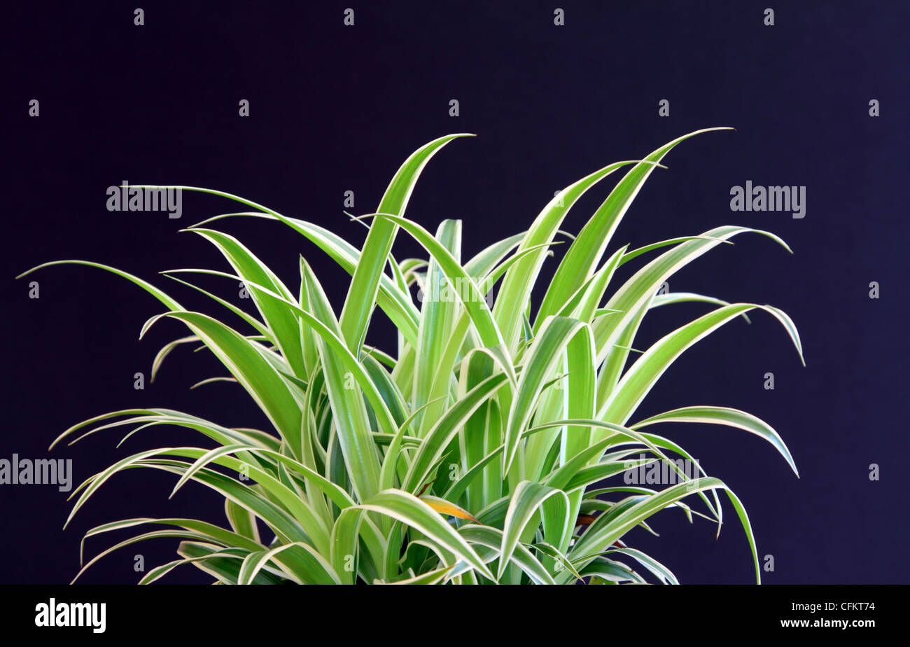 Chlorophytum comosum spider plant on dark background Stock Photo