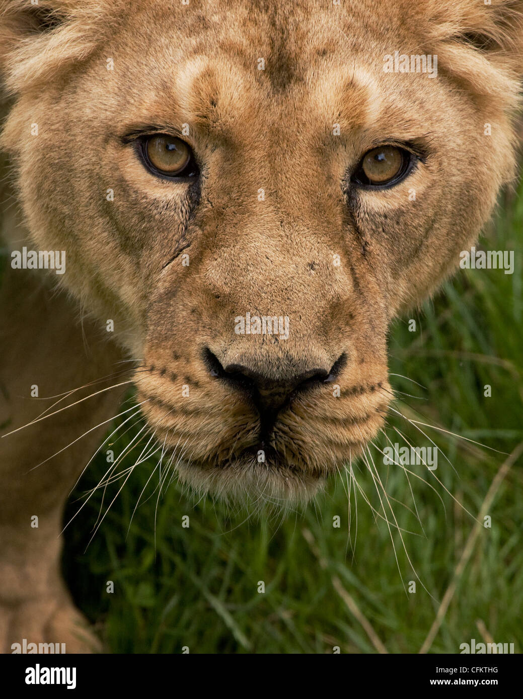 Lion close up face hi-res stock photography and images - Alamy