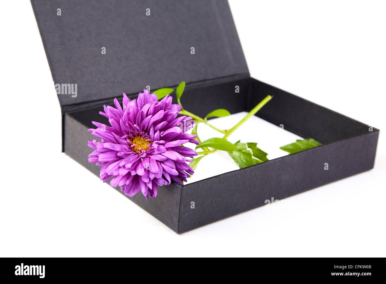 Still-life with an aster and box on a white background Stock Photo