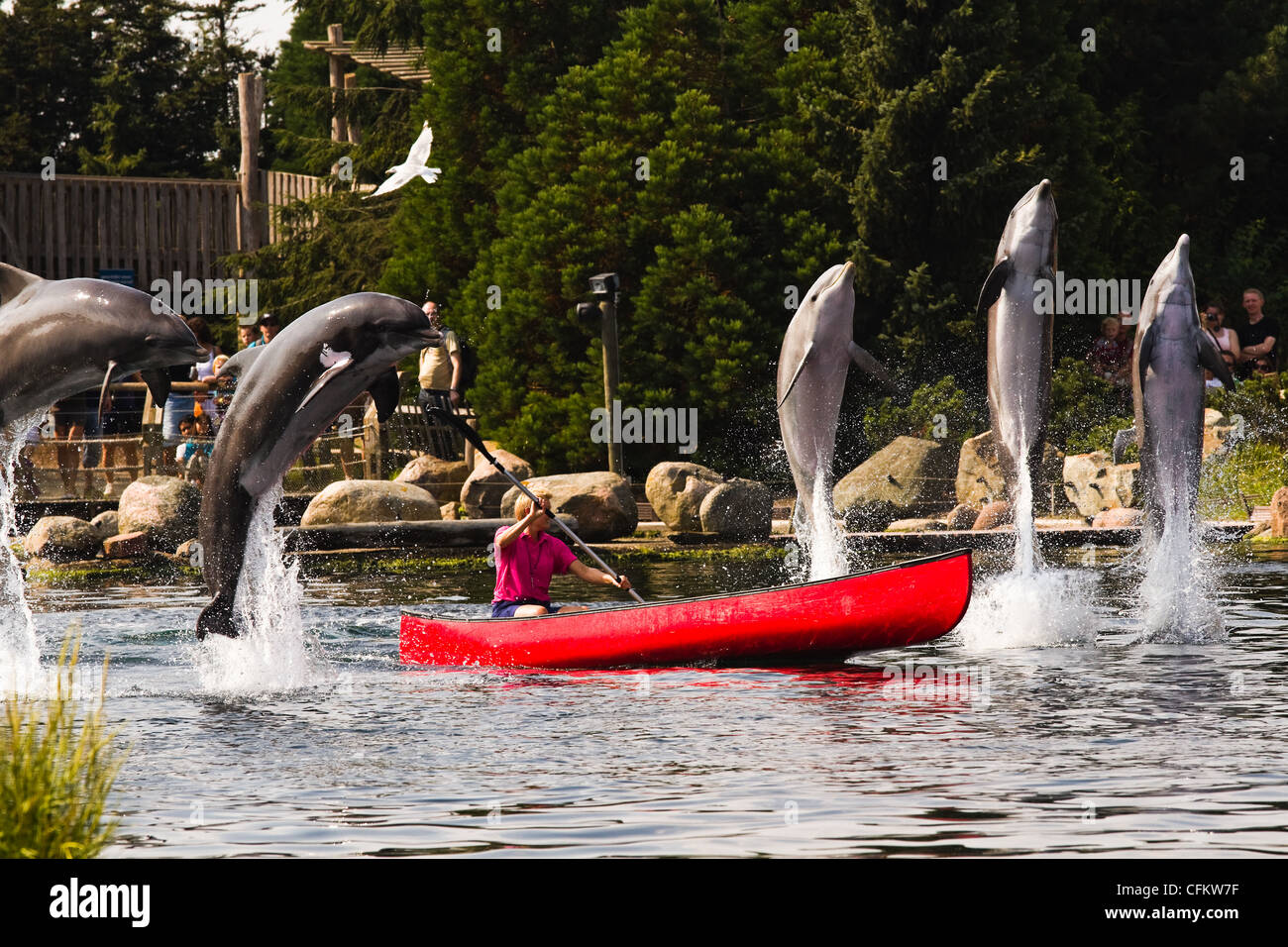 Female dolphin keeper in rowing boat having fun with Bottlenose dolphins jumping high out of the water. Stock Photo