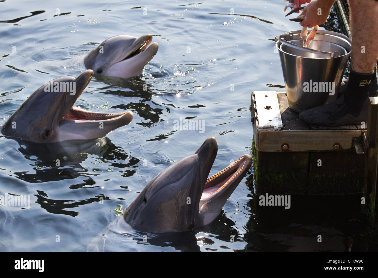 Dolfinarium Harderwijk, the Netherlands. 03 Sept. 2011. Male dolphin keeper feeding bottlenose dolphins or Tursiops truncatus. Stock Photo