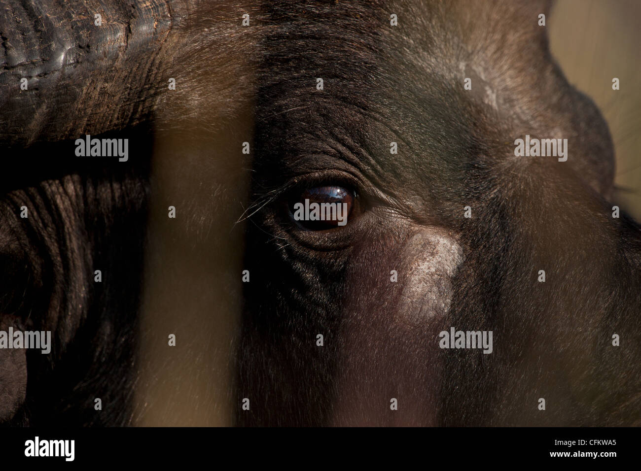 An African or Cape Buffalo (Syncerus caffer) Stock Photo