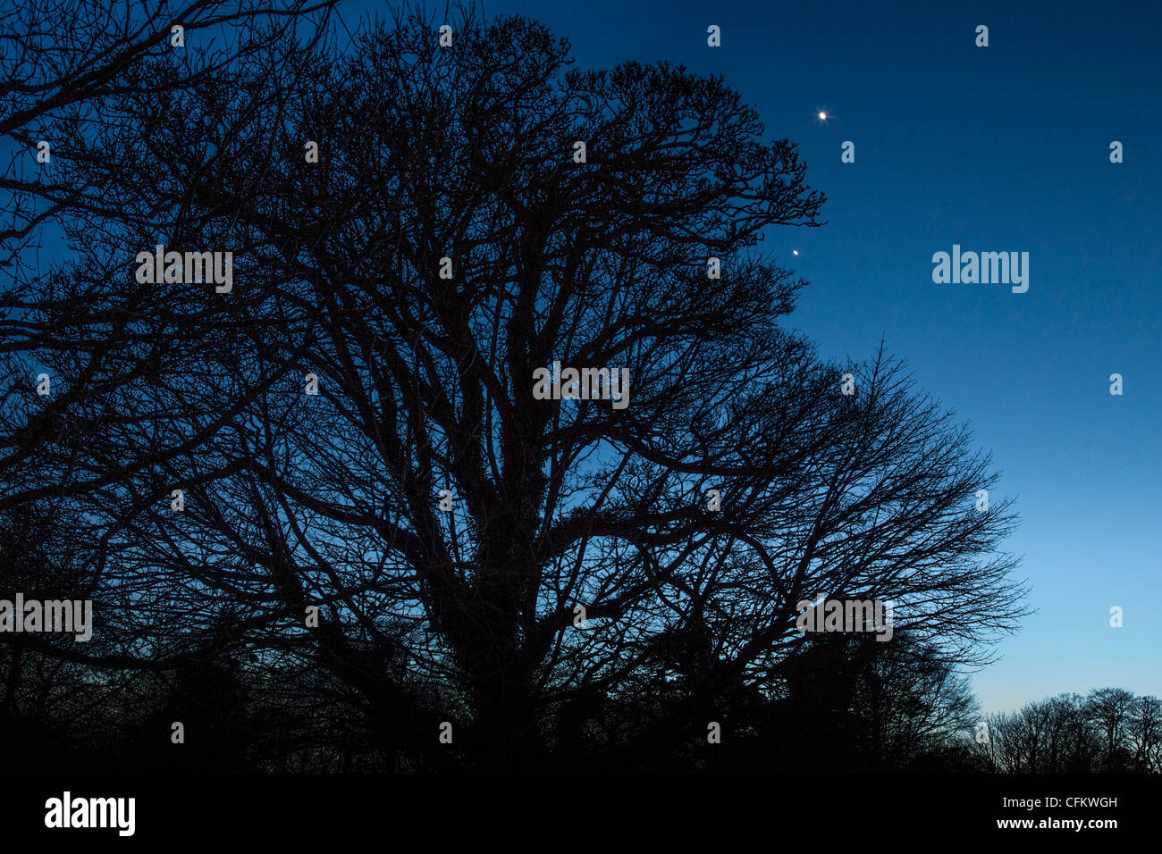 Night Sky with Tree and Venus and Mars in Passing Close to each other, LImerick, Ireland Stock Photo