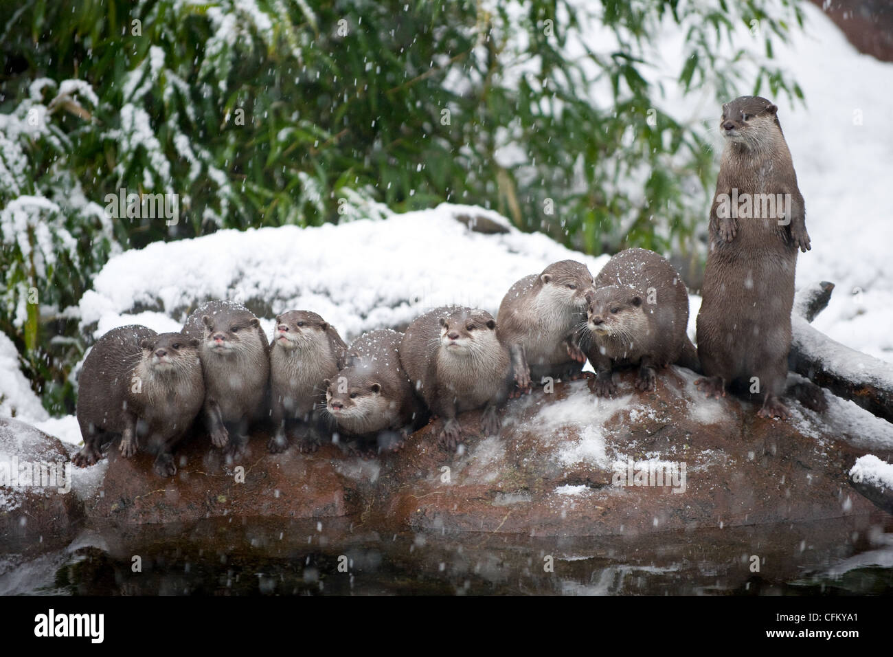 A group of Oriental Small-Clawed Otter on a rock in the snow (Amblonyx cinereus) Stock Photo