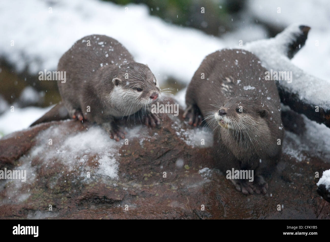 A group of Oriental Small-Clawed Otter on a rock in the snow (Amblonyx cinereus) Stock Photo