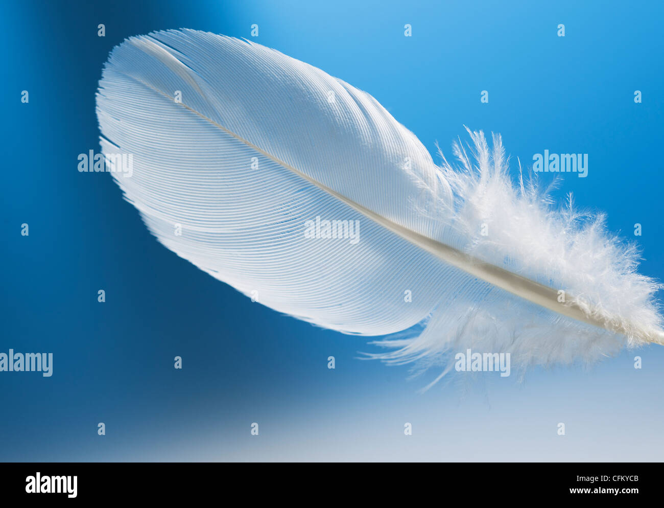 Studio shot of white feather on blue background Stock Photo