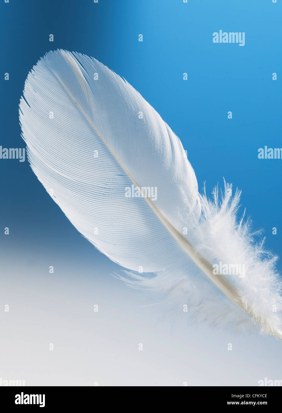 Studio shot of white feather on blue background Stock Photo