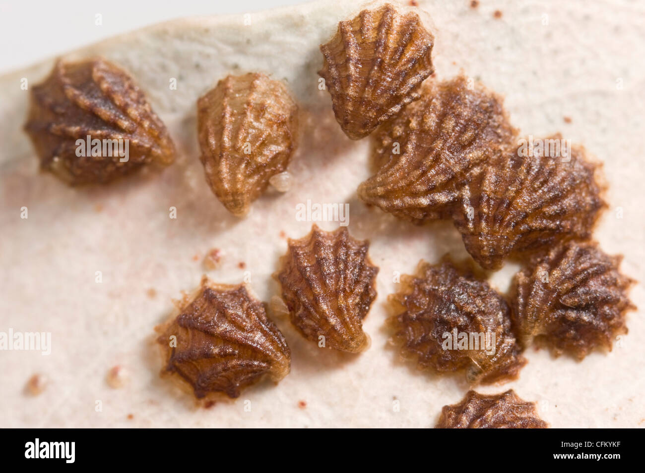 Scallop shell lerps on gumtree leaf Stock Photo
