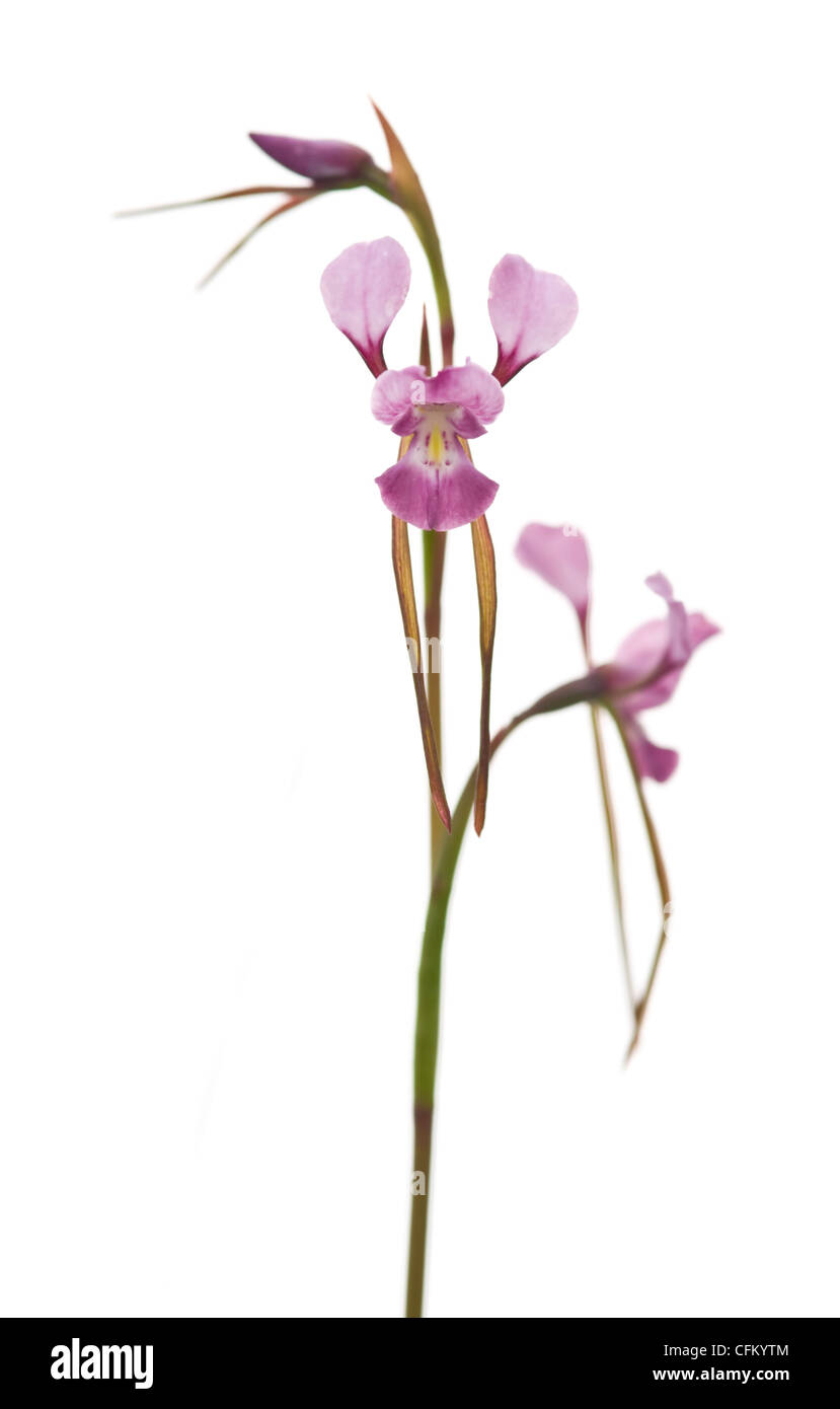 Purple diuris - an Australian native ground orchid Stock Photo