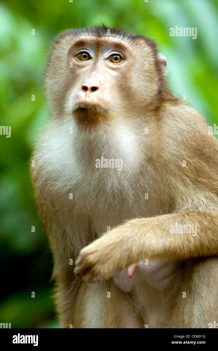 A male Long-tailed Macaque monkey (Macaca fascicularis Stock Photo - Alamy