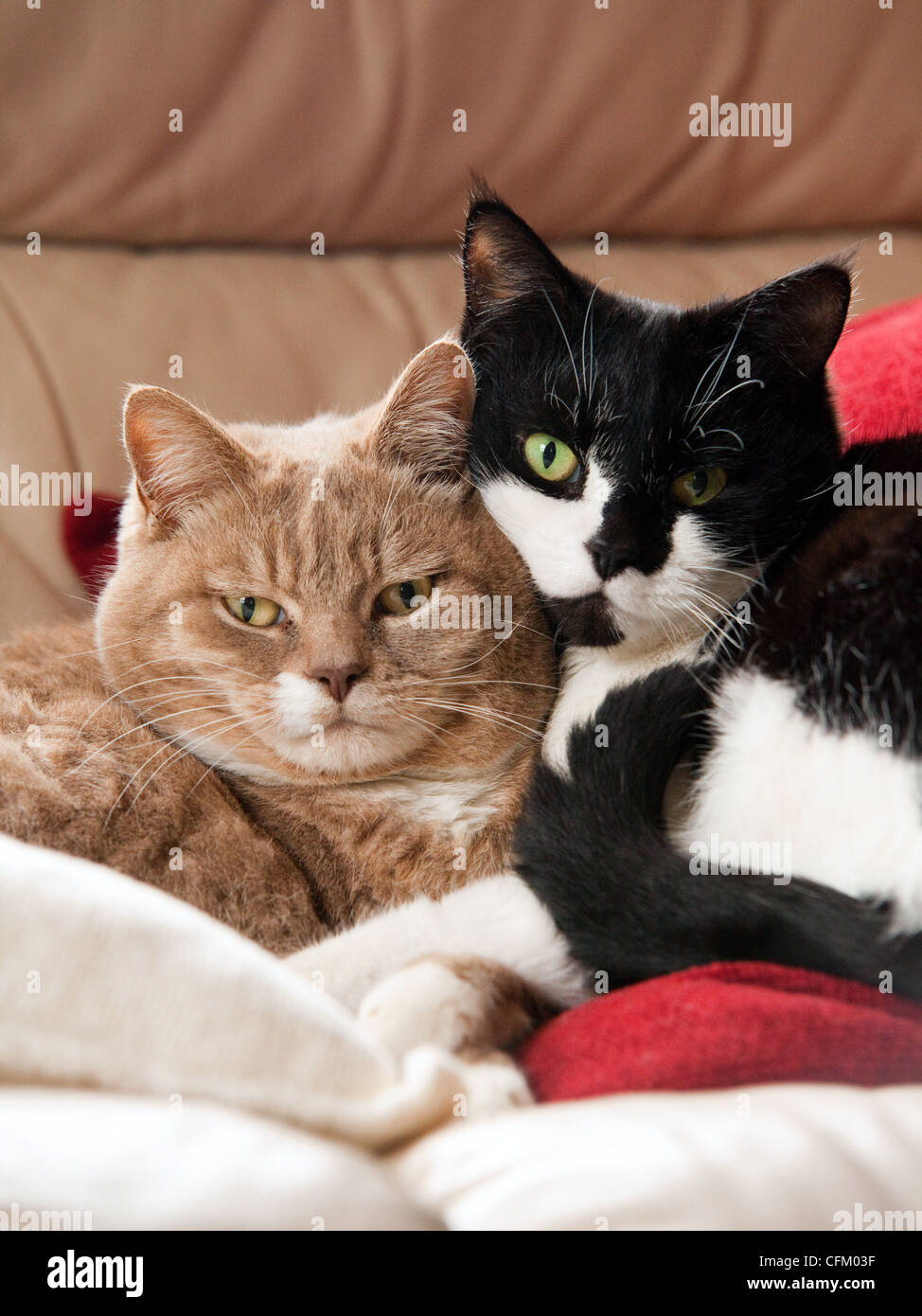 A pair of short-haired domestic cats cuddling together indoors, UK Stock Photo