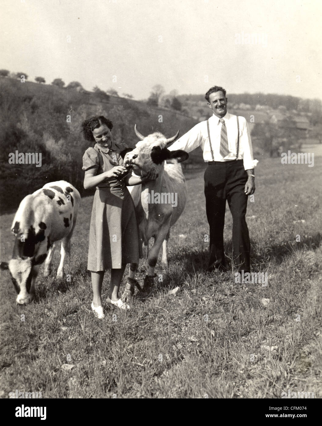 1920s cattle hi-res stock photography and images - Alamy