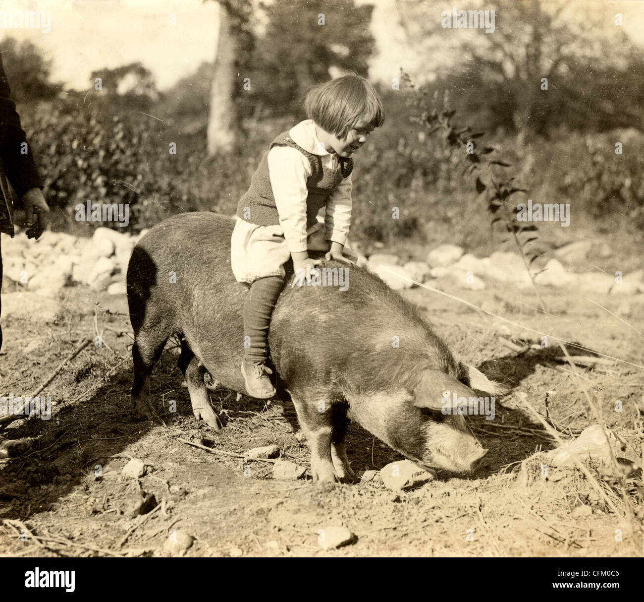 Little Girl Riding Atop a Pig Stock Photo