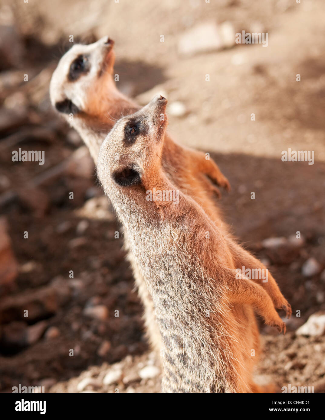 Meerkats on looking up Stock Photo