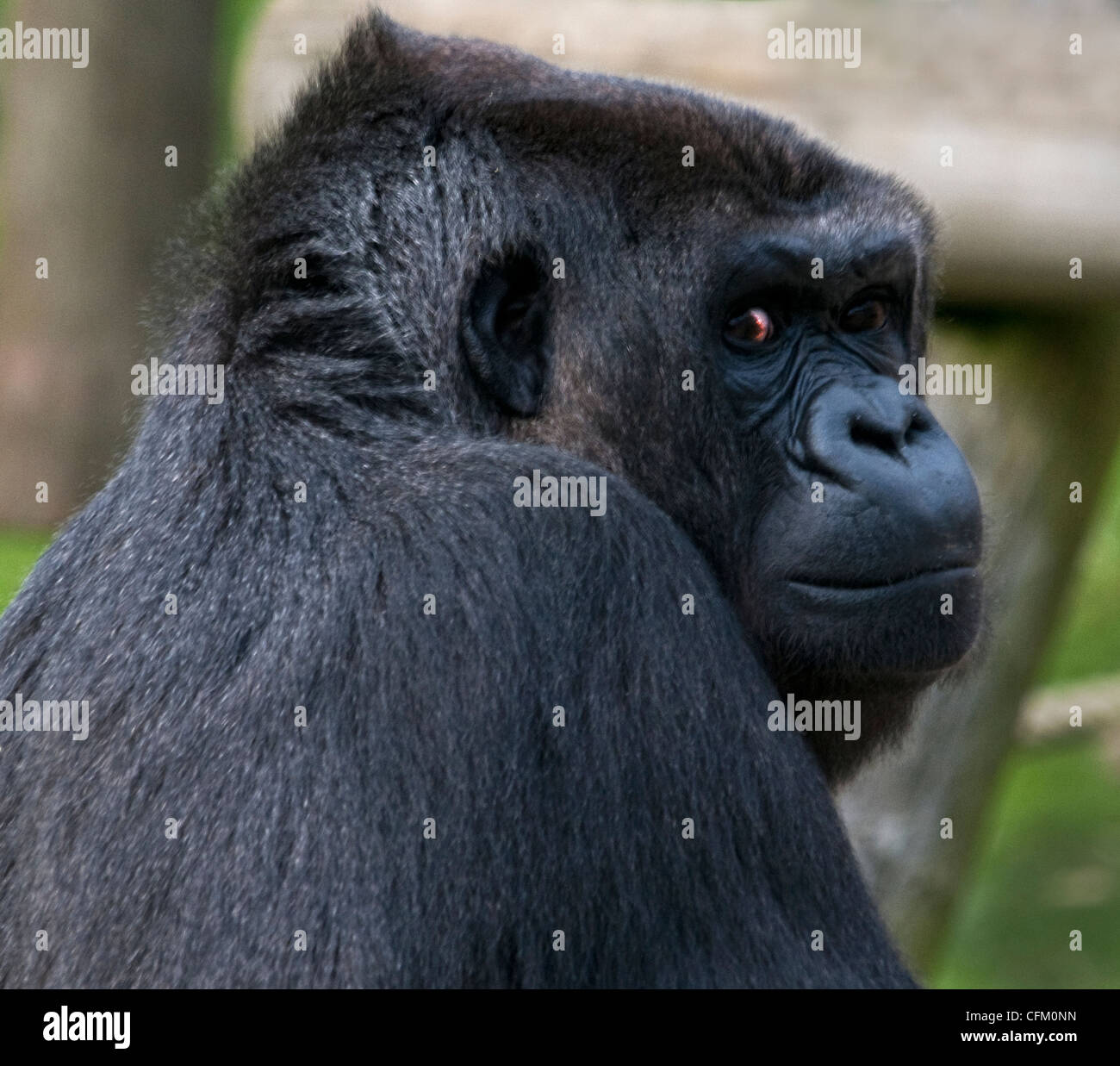 Gorilla profile hires stock photography and images Alamy