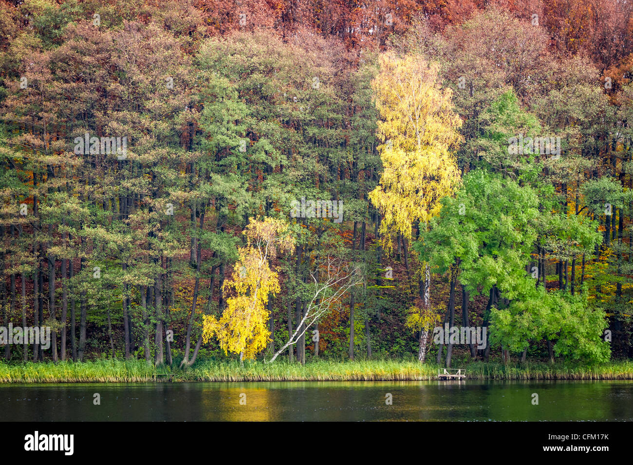 Forest in autumn over the lake Stock Photo - Alamy