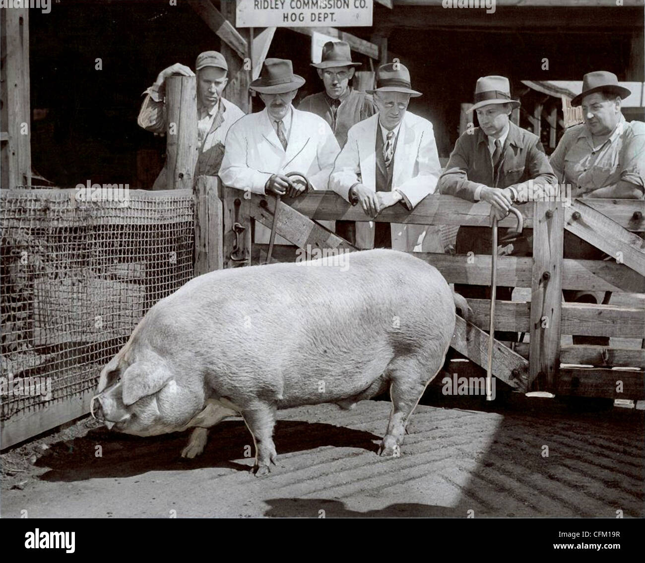 Livestock canes hires stock photography and images Alamy