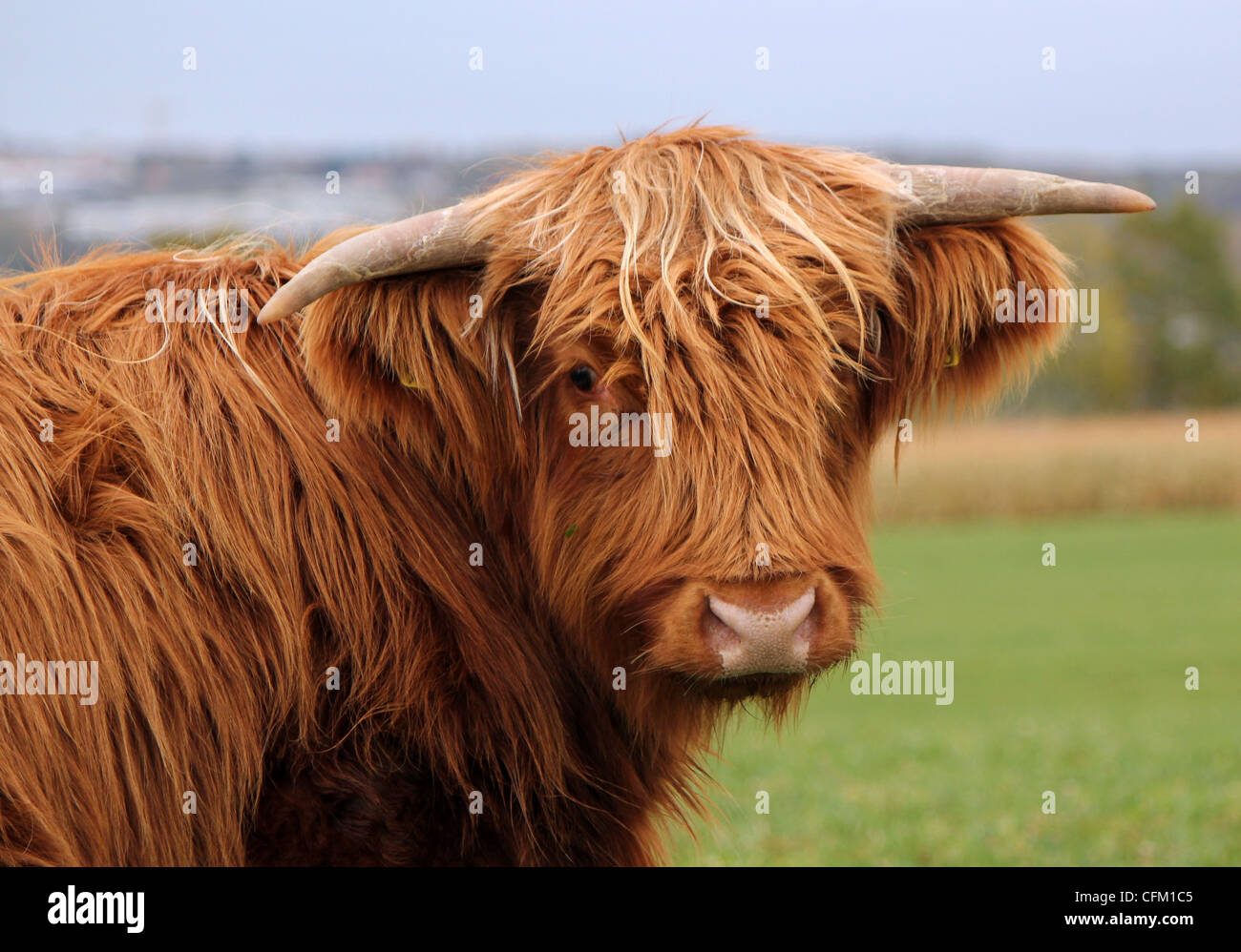 Portrait of a brown beautiful scottish cow with its two horns