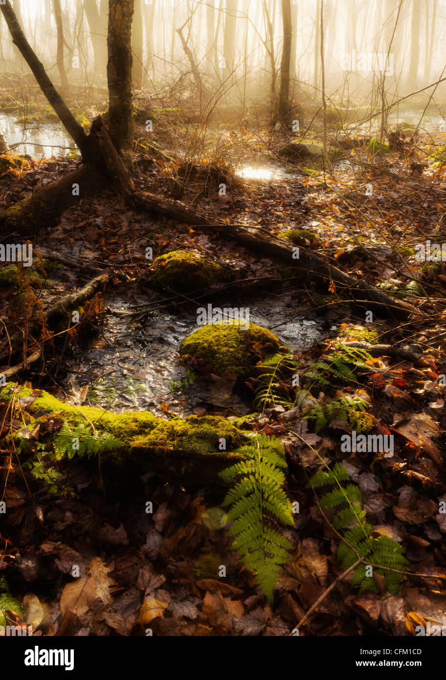 USA, Pennsylvania, Poconos, Scenic view of forest Stock Photo