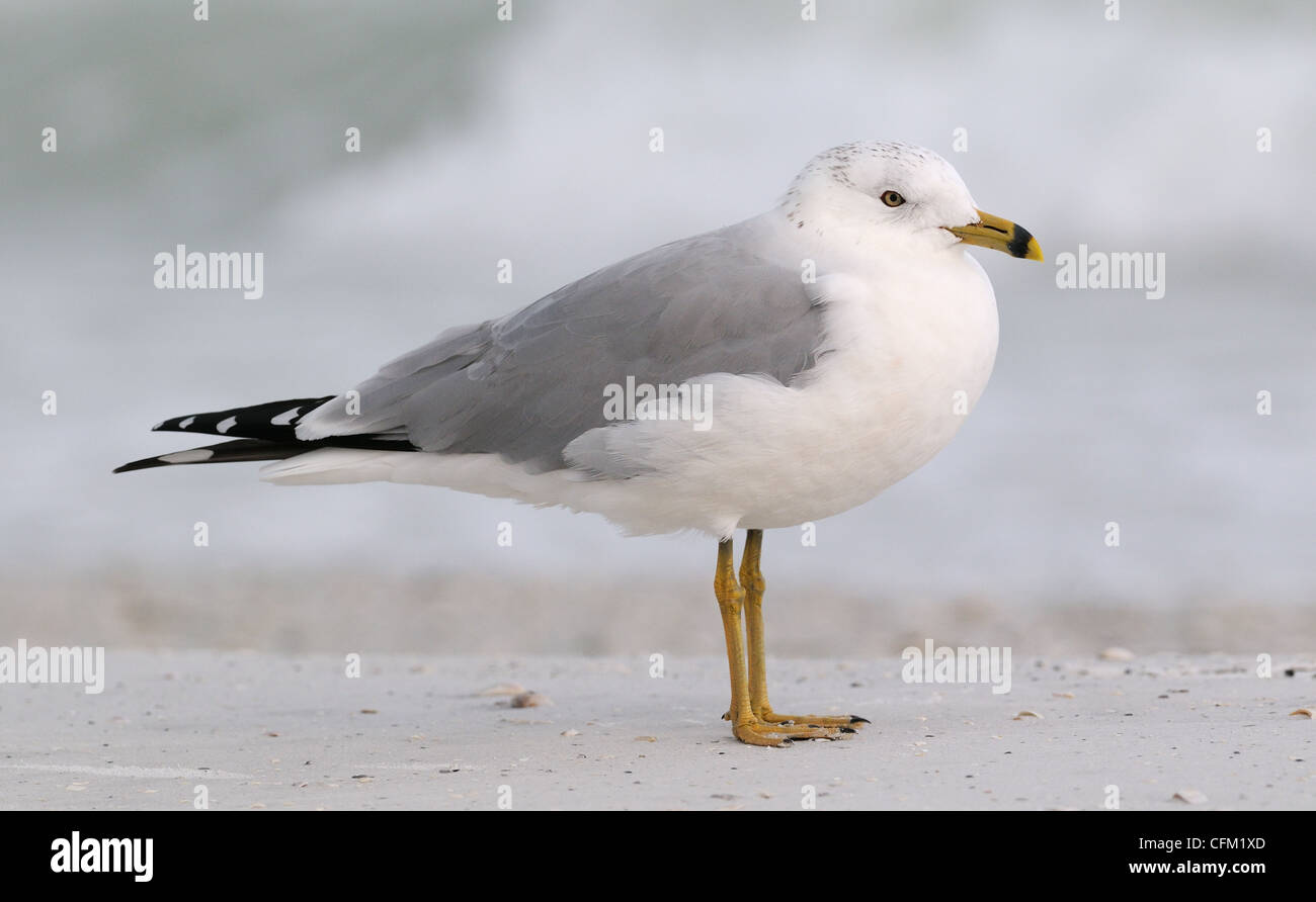 Ring-billed Gull, Larus delawarensis, at standing at the beach of Fort de Soto Park near St Petersburg in Florida, USA Stock Photo