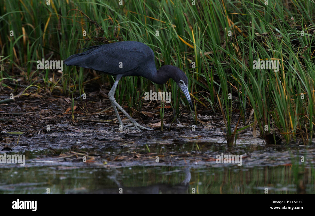 Heron, little blue, Egretta caerulea, in the shallow waters of lagoon and marsh of Fort de Soto hunting for fish or other food, Stock Photo