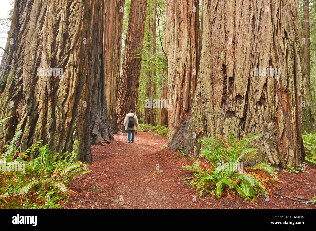 The beautiful and massive giant redwoods, Sequoia sempervirens located in the Jedediah Smith Redwoods State Park in California. Stock Photo