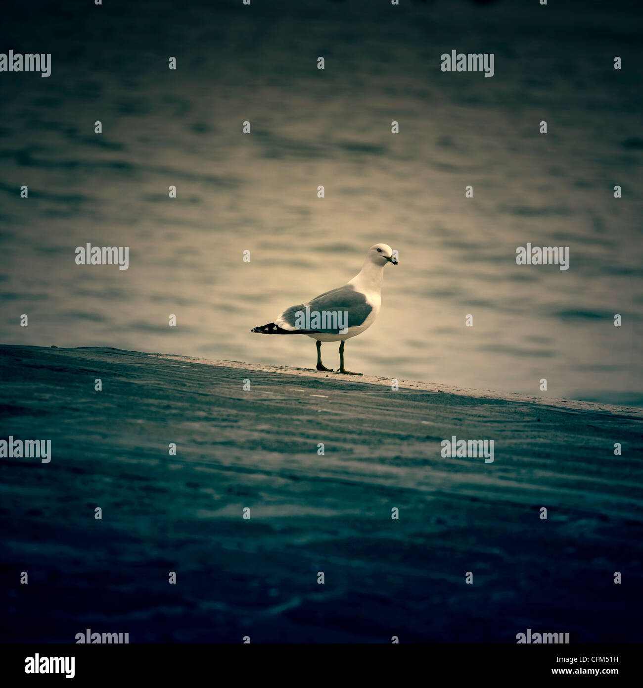 a seagull on the edge of a boardwalk Stock Photo