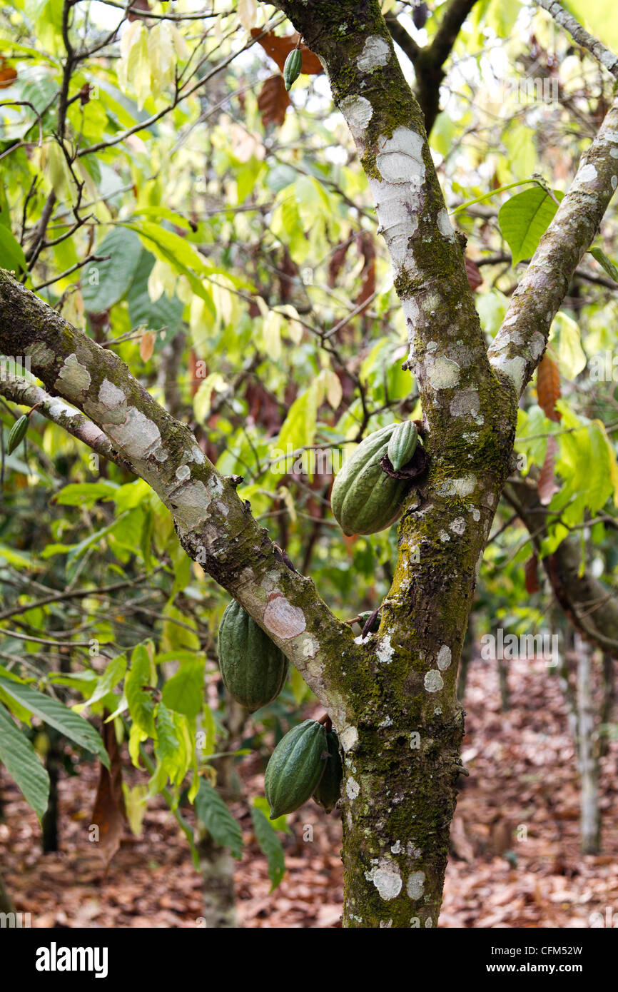 Cacao pods on a tree,Dukoue,Ivory Coast ,Côte d'Ivoire,West Africa Stock Photo