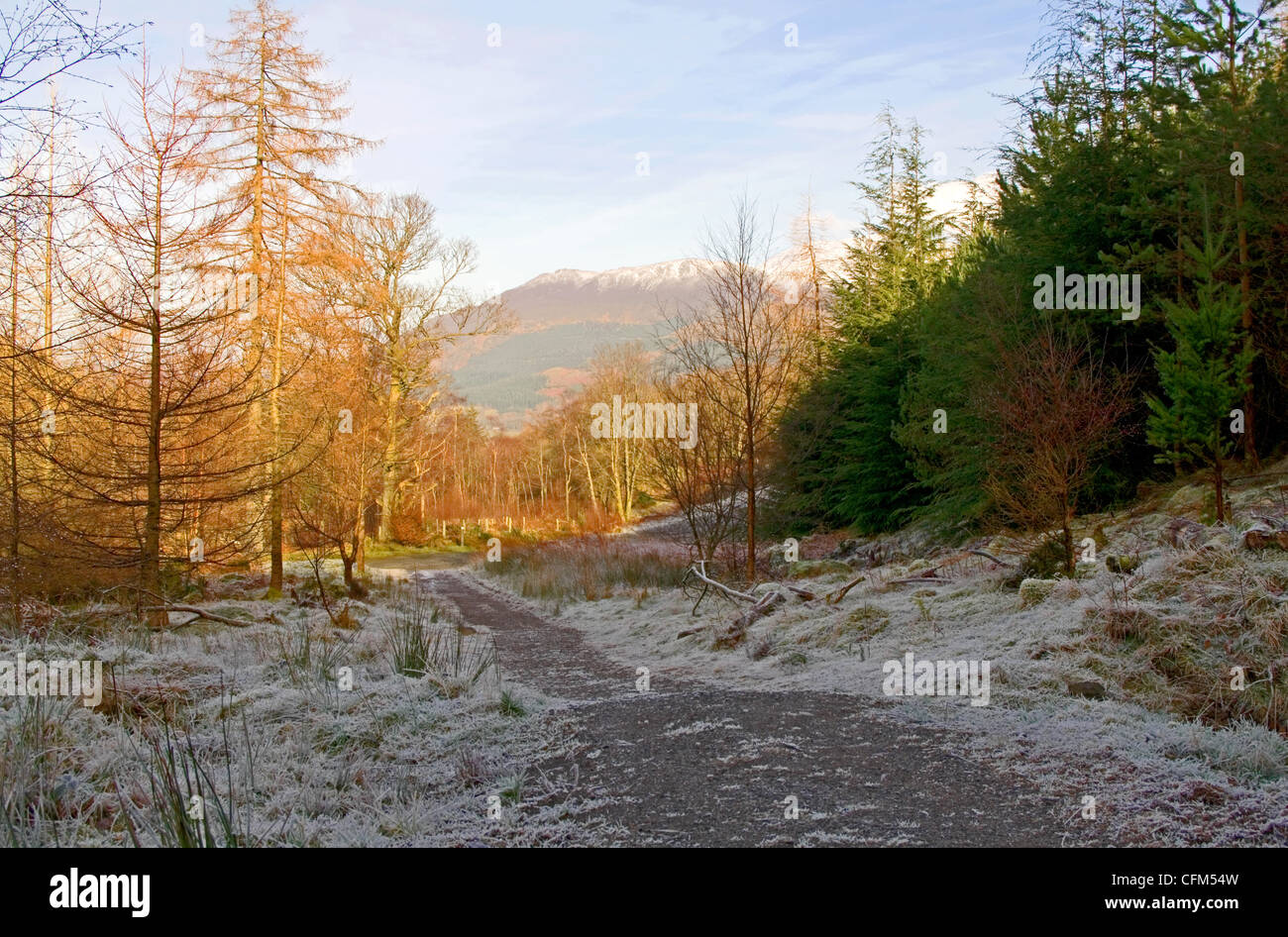 Snow-capped Skiddaw seen from footpath in Whinlatter Forest, sunny winter's day, near Keswick, Lake District, Cumbria England UK Stock Photo