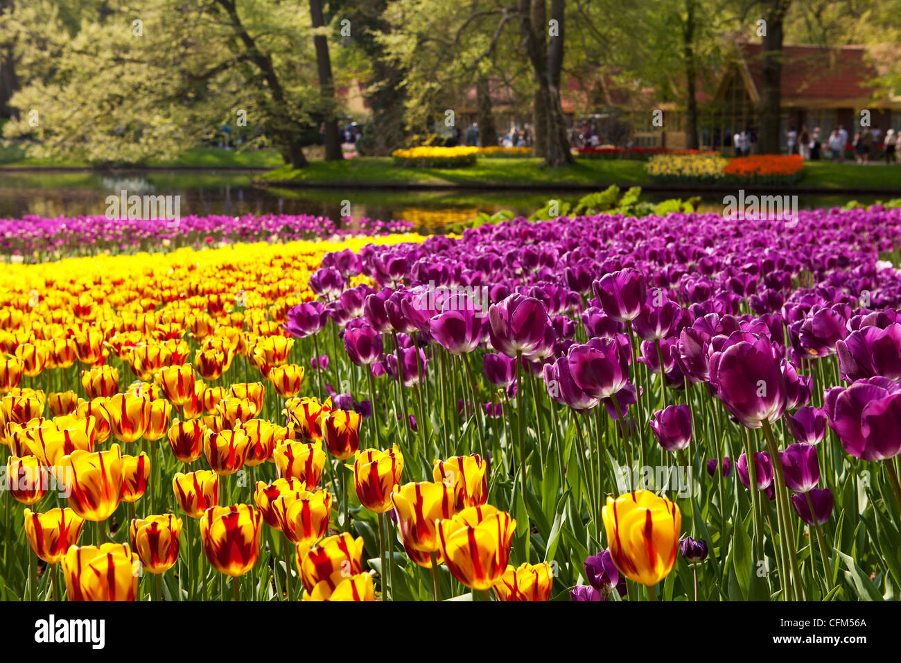Beautiful colorful Dutch tulips in Keukenhof garden Stock Photo - Alamy