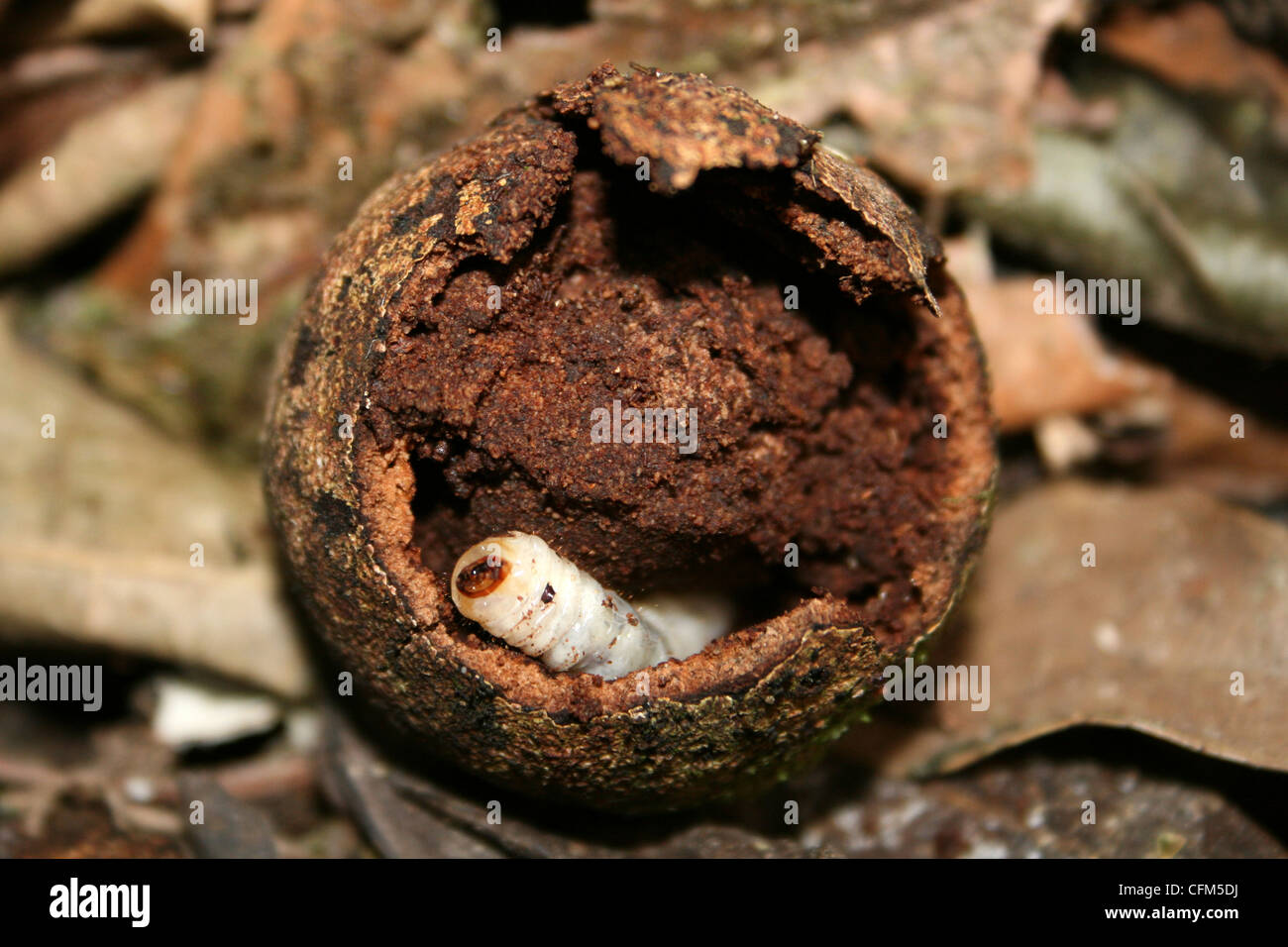 A White Grub Feeding In The Poisonous Decomposed Manzanillo de la Muerte Fruit (Little Apple of Death) Of The Manchineel Tree Stock Photo