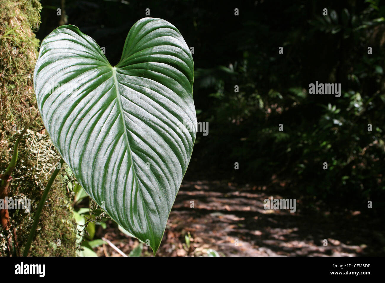 Heart-shaped Anthurium Leaf At The Edge Of A Forest Trail, Costa Rica Stock Photo