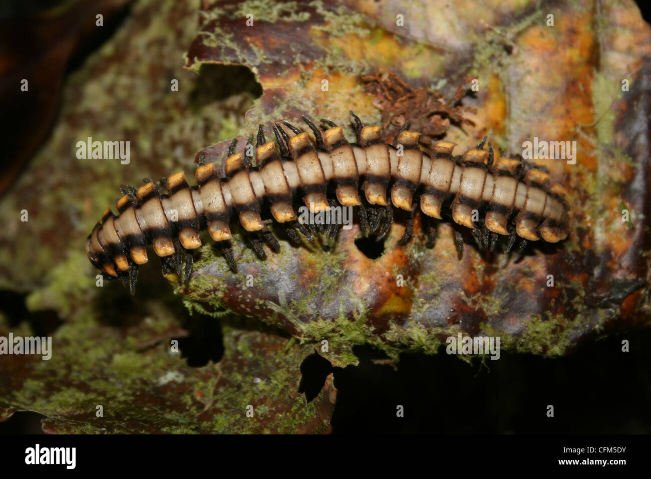 Yellow-banded Millipede Stock Photo