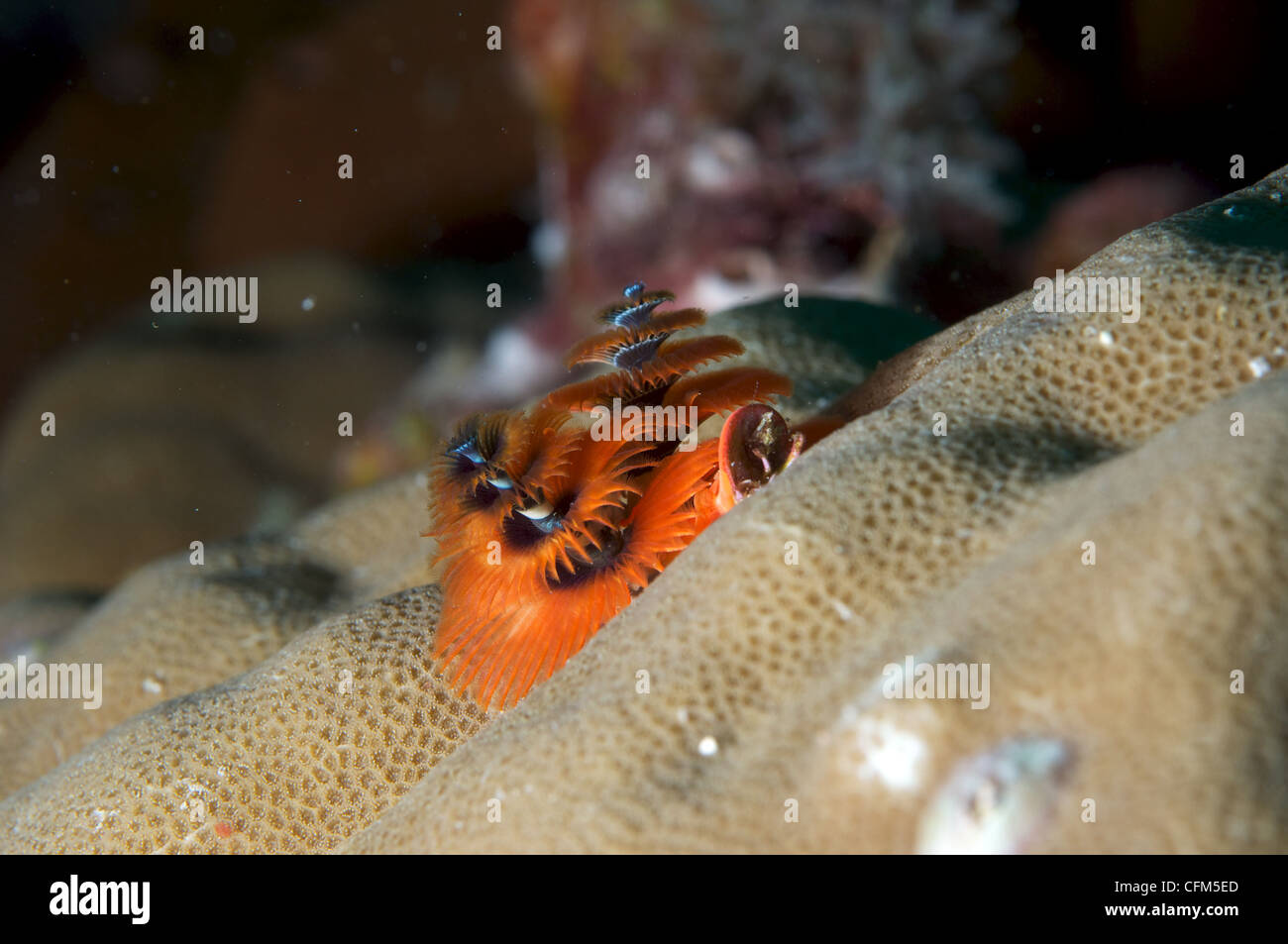 Christmas tree worm hi-res stock photography and images - Alamy