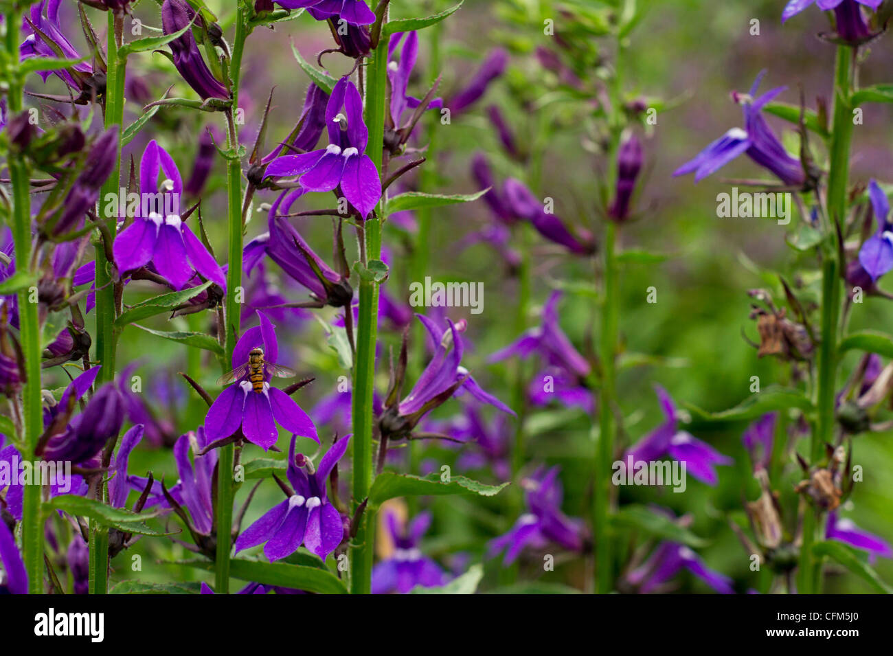 Lobelia Cardinalis or Purple Cardinal Flower with small insect Stock