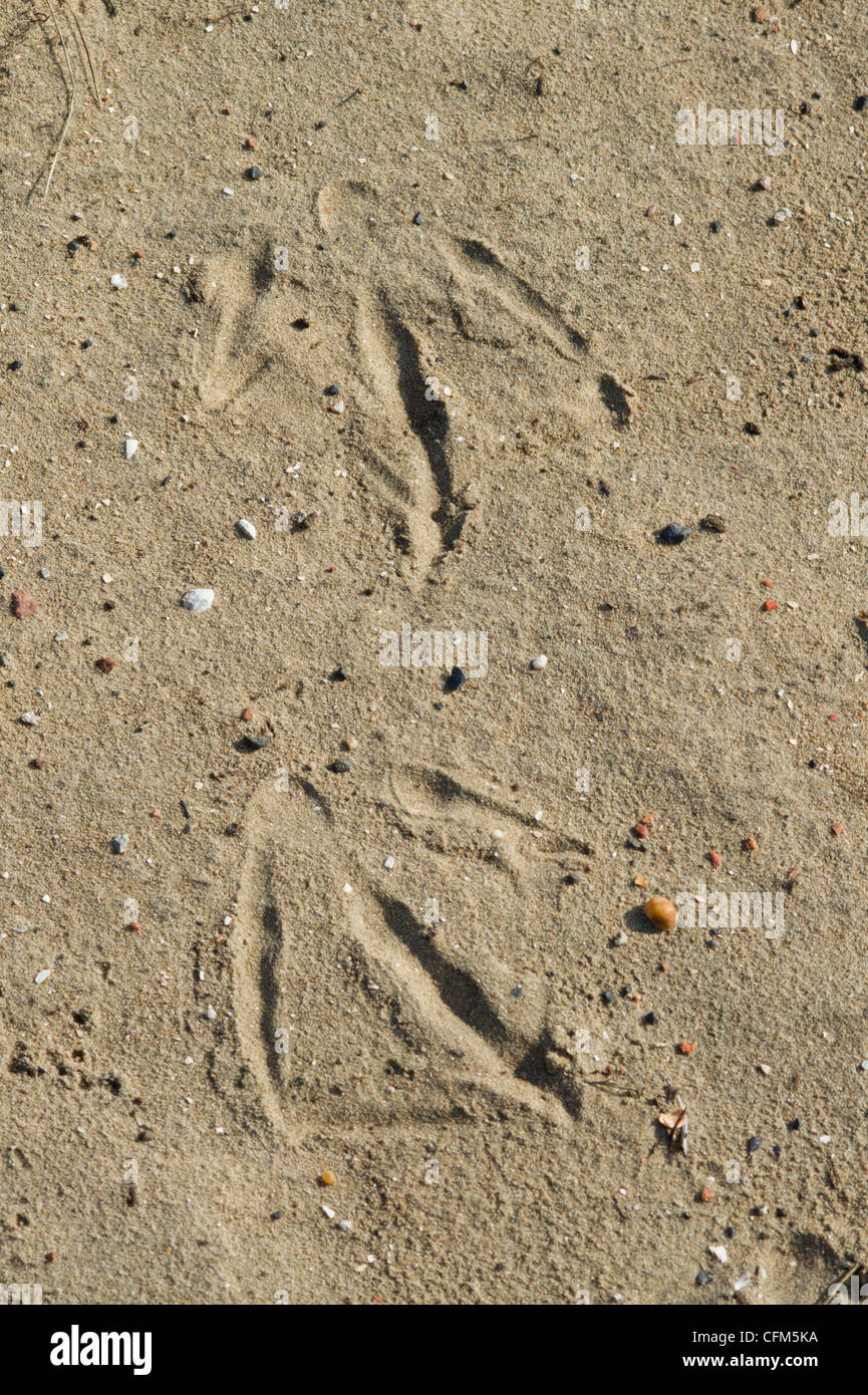 Goose footprints in sand Stock Photo Alamy