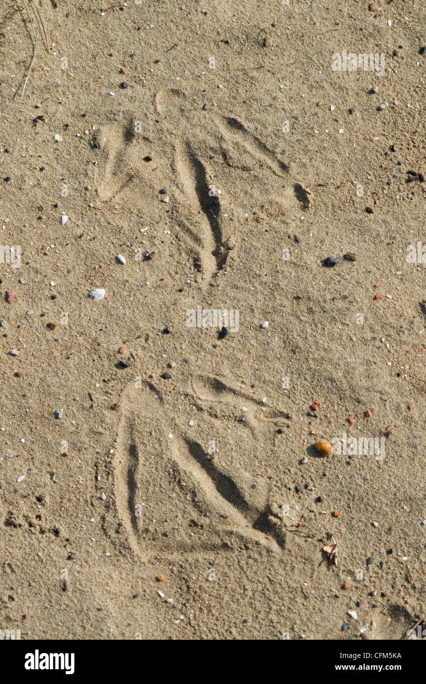 Goose footprints in  sand Stock Photo