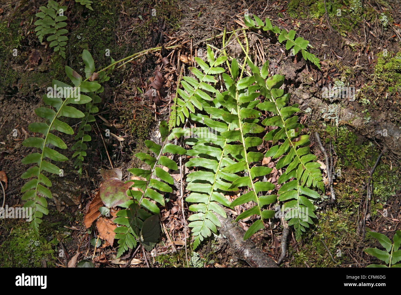 Christmas fern growing amongst tree roots on a wooded bank in Tennessee